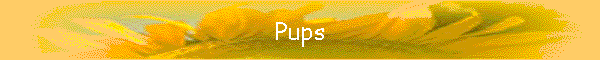 Pups