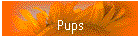 Pups